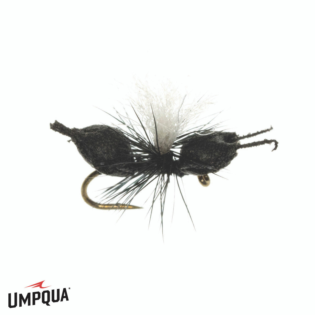 Umpqua Cupboard Ant